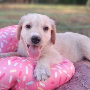 Milo – geb. ca.04/2026 – reserviert