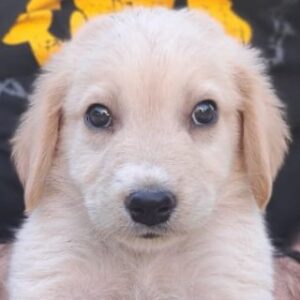 Milo – geb. ca.04/2026