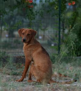 Peanut – geb. ca. 07/2025