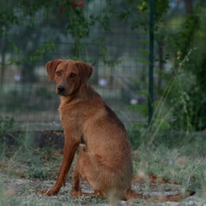Peanut – geb. ca. 07/2025