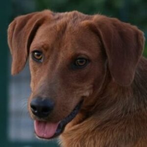 Peanut – geb. ca. 07/2025