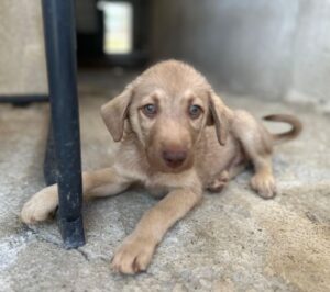 Pepe – geb. ca. 04/2026
