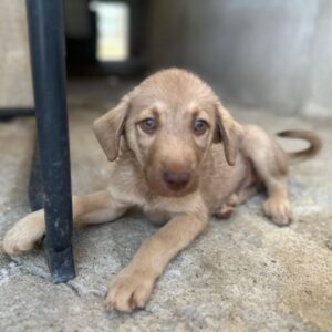Pepe – geb. ca. 04/2026 – reserviert