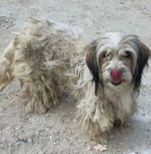 Petunia – geb. ca. 07/2017