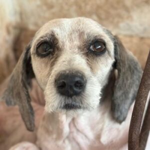 Petunia – geb. ca. 07/2017