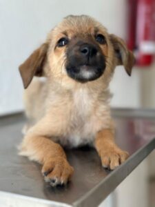 Ronja – geb. ca. 04/2026