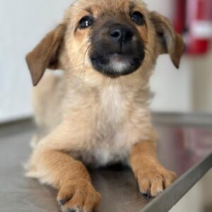 Ronja – geb. ca. 04/2026