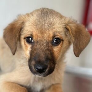 Ronja – geb. ca. 04/2026