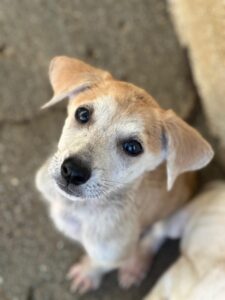 Rosie – geb. ca. 05/2026
