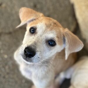 Rosie – geb. ca. 05/2026