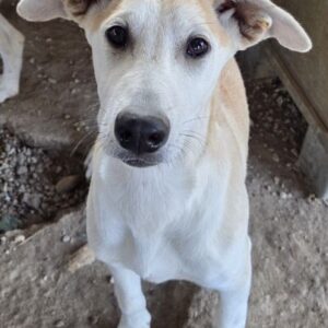 Rosie – geb. ca. 05/2026