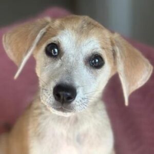 Rosie – geb. ca. 05/2026