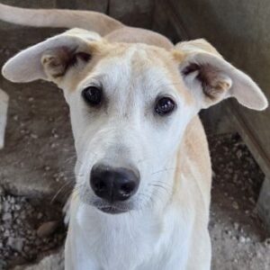 Rosie – geb. ca. 05/2026