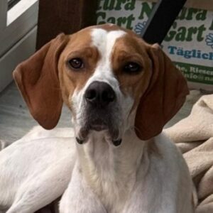 Samy, geb. ca. 07/2025 – 52379 Langerwehe
