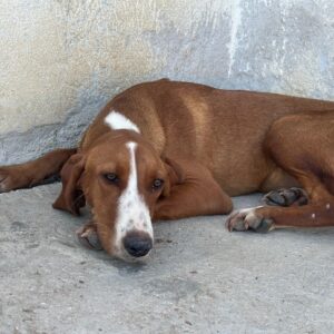 Stella – geb. ca. 12/2025