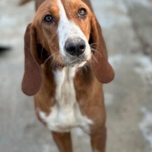 Stella – geb. ca. 12/2025