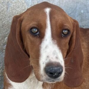 Stella – geb. ca. 12/2025