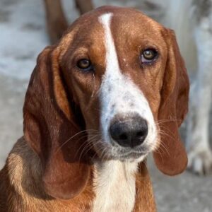 Stella – geb. ca. 12/2025