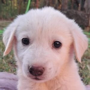 Sugar-Belle – geb. ca. 04/2026