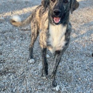 Tofu – geb. ca. 10/2025