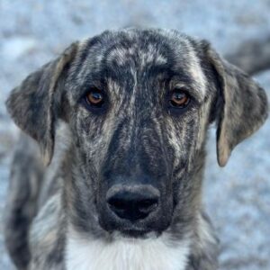 Tofu – geb. ca. 10/2025