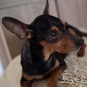 Willie – geb. ca. 01/2024