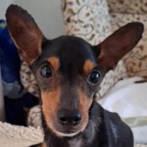 Willie – geb. ca. 01/2024
