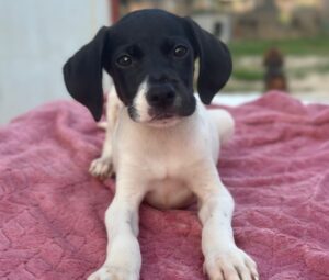 Yoshi – geb. ca. 05/2026