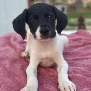 Yoshi – geb. ca. 05/2026