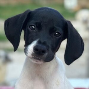 Yoshi – geb. ca. 05/2026