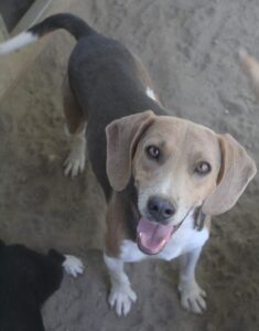 Clooney – geb. ca. 07/2023