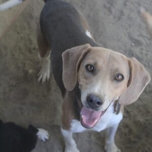 Clooney – geb. ca. 07/2023