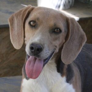 Clooney – geb. ca. 07/2023