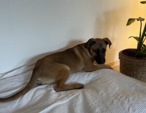 Dickie – geb. ca. 11/2025 –  26131 Oldenburg