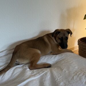 Dickie – geb. ca. 11/2025 –  26131 Oldenburg