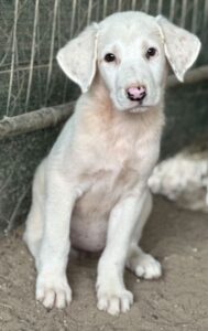 Frosty – geb. ca. 04/2026