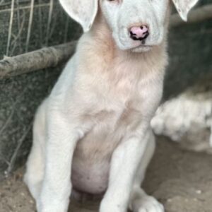 Frosty – geb. ca. 04/2026