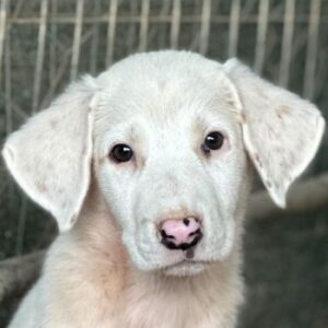 Frosty – geb. ca. 04/2026