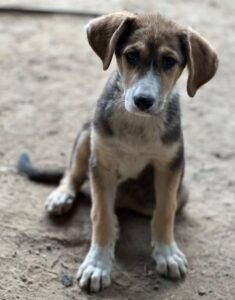 Gitana – geb. ca. 04/2026