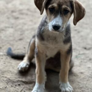 Gitana – geb. ca. 04/2026