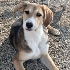 Gitana – geb. ca. 04/2026