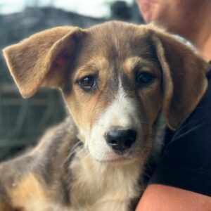 Gitana – geb. ca. 04/2026