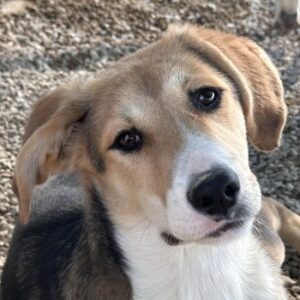 Gitana – geb. ca. 04/2026