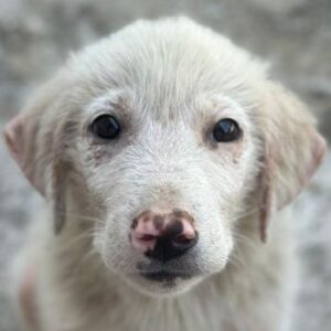 Jonte – geb. ca. 05/2026