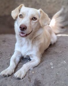 Lanya – geb. ca. 08/2024