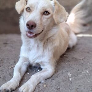 Lanya – geb. ca. 08/2024