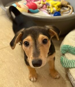 Mojito – geb. ca. 05/2026
