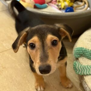 Mojito – geb. ca. 05/2026