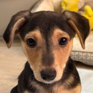 Mojito – geb. ca. 05/2026