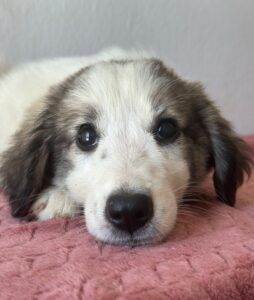 Paloma – geb. ca. 05/2026
